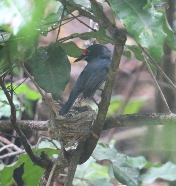 Black-throated Wattle-eye - Graham Long