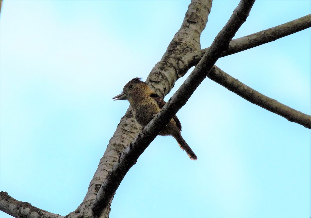 Barred Puffbird - ML440217191