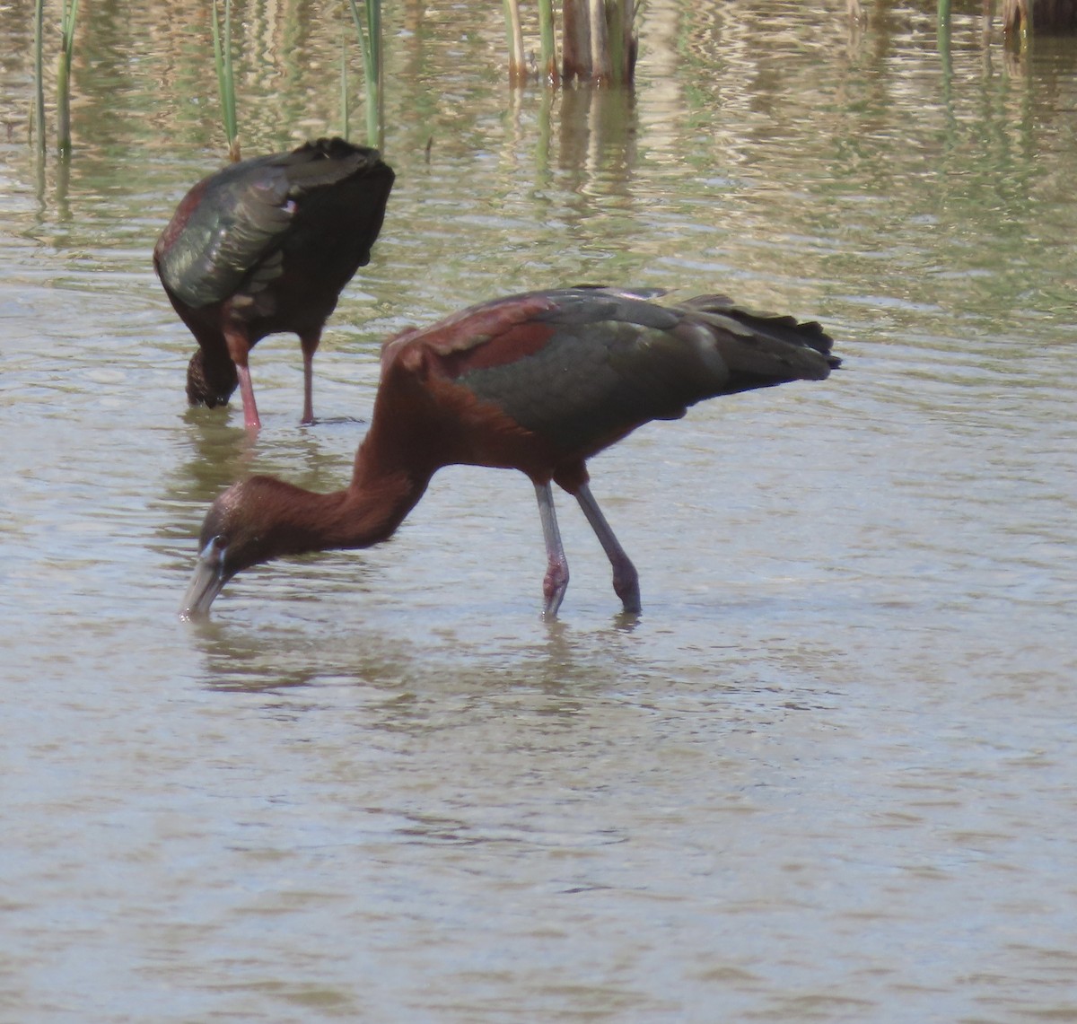 Glossy Ibis - ML440218051