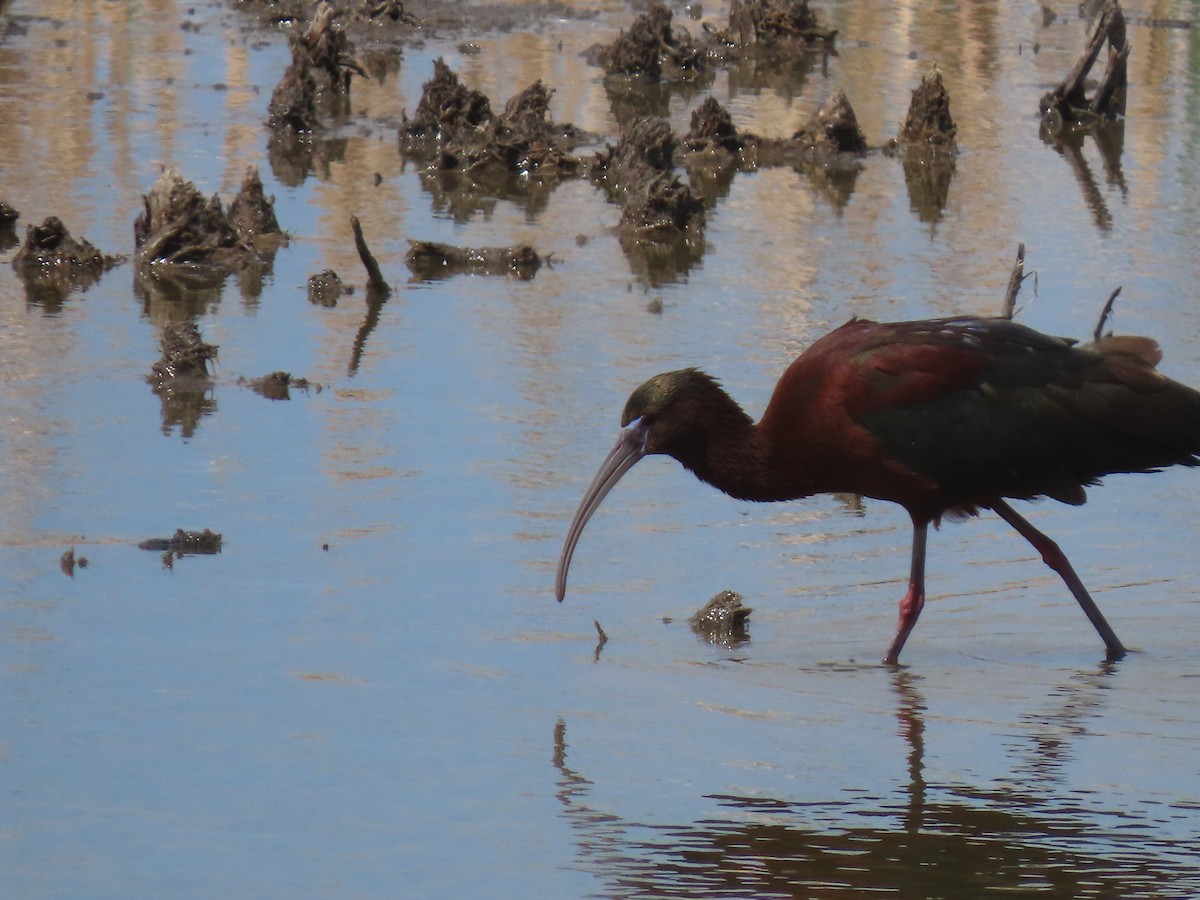 Glossy Ibis - ML440218221