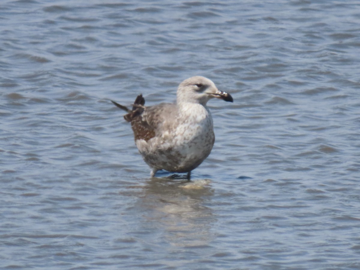 Lesser Black-backed Gull - ML440218401