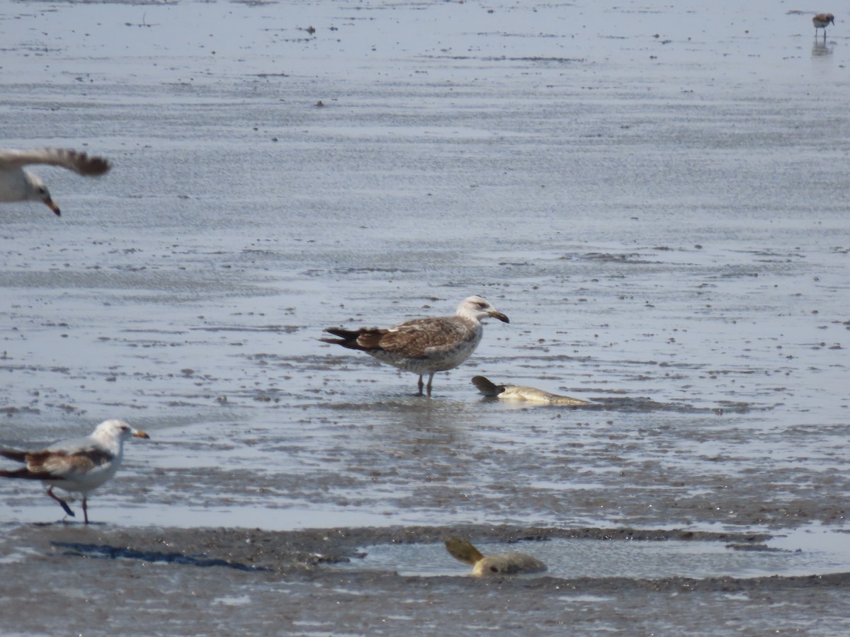 Lesser Black-backed Gull - ML440218441