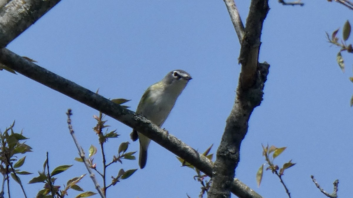 Blue-headed Vireo - ML440218641