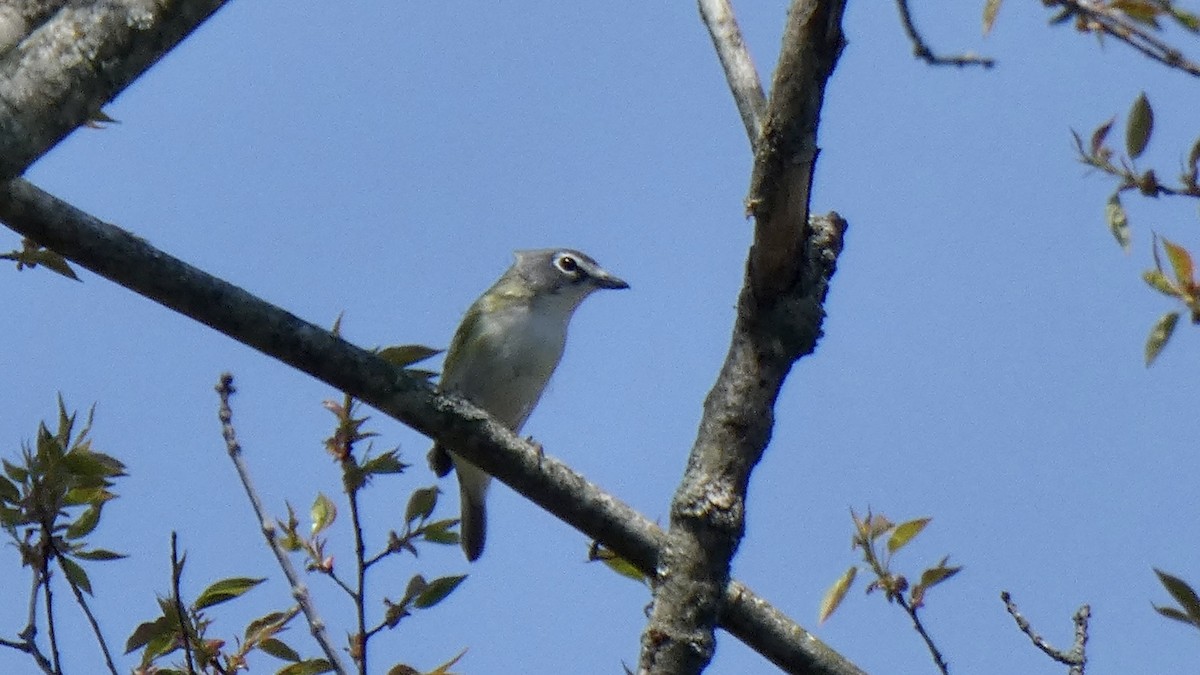 Blue-headed Vireo - ML440218661