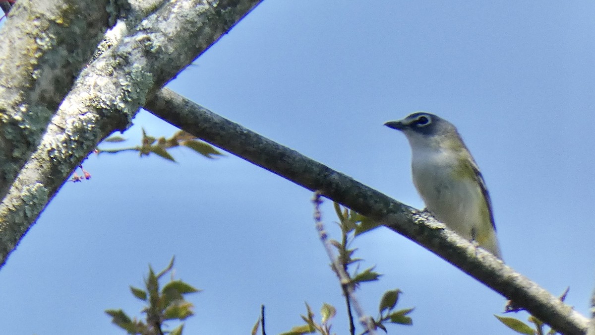 Blue-headed Vireo - ML440218671