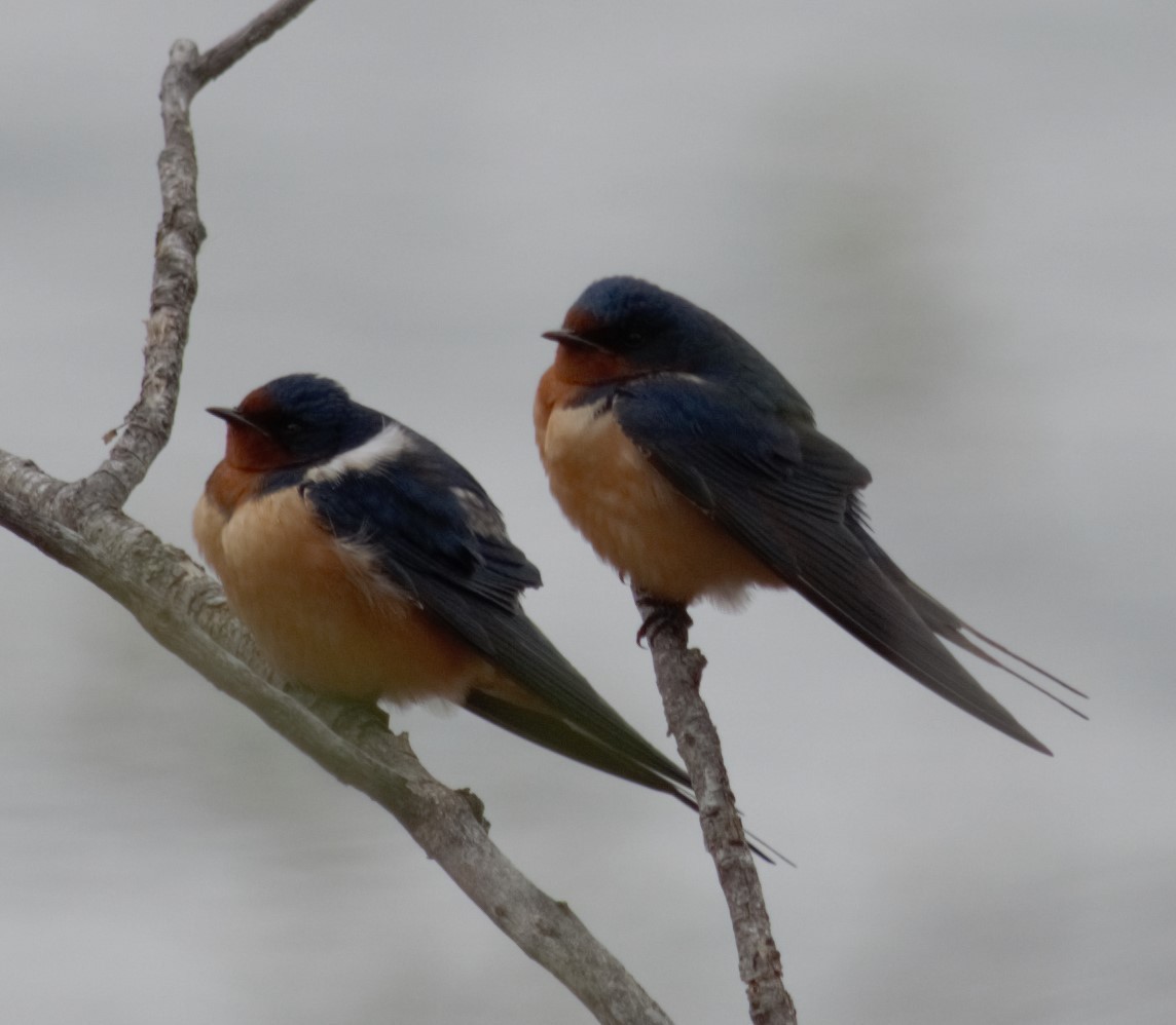 Barn Swallow - Xina Jones