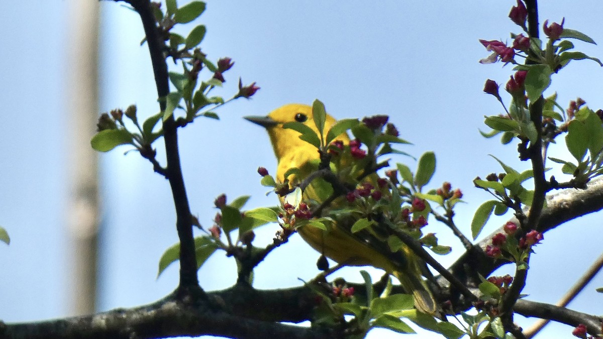 Yellow Warbler - ML440219411