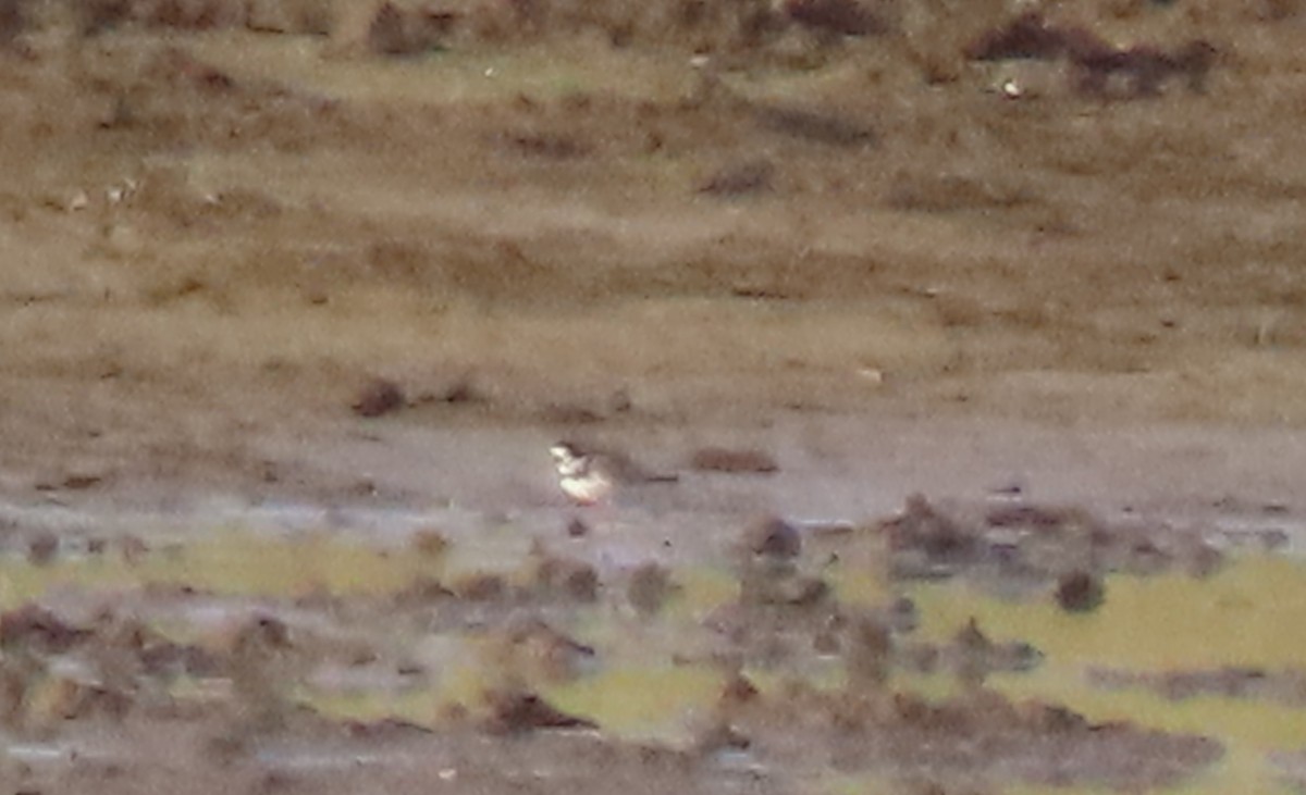 Semipalmated Plover - ML440220371