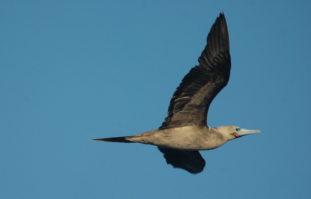 Red-footed Booby - ML44022161