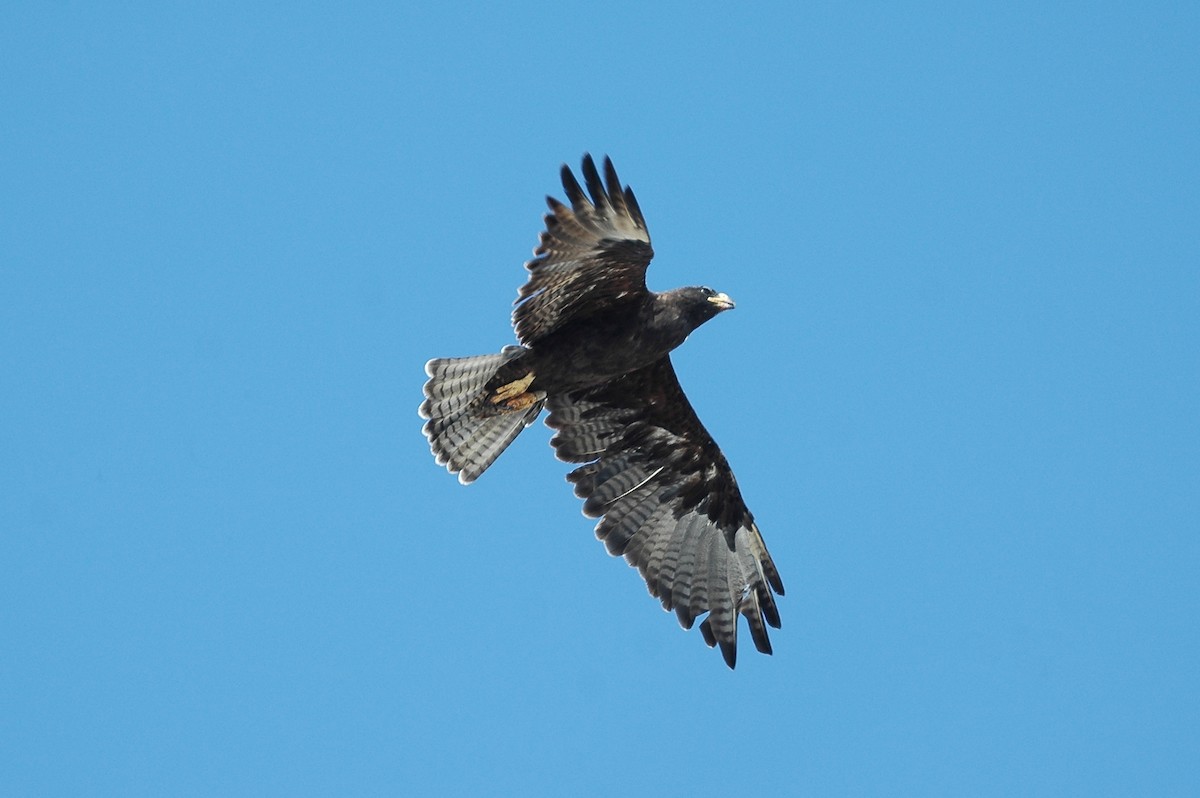 Galapagos Hawk - ML44022171