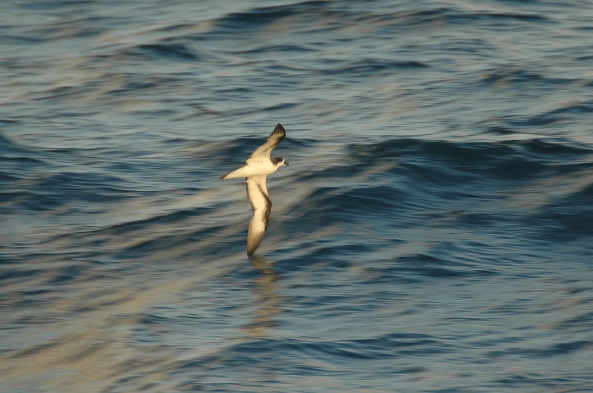 Galapagos Petrel - ML44022181