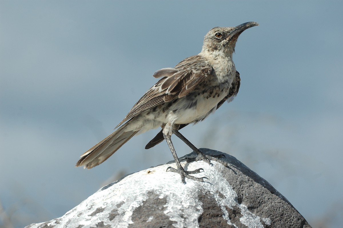 Española Mockingbird - ML44022191