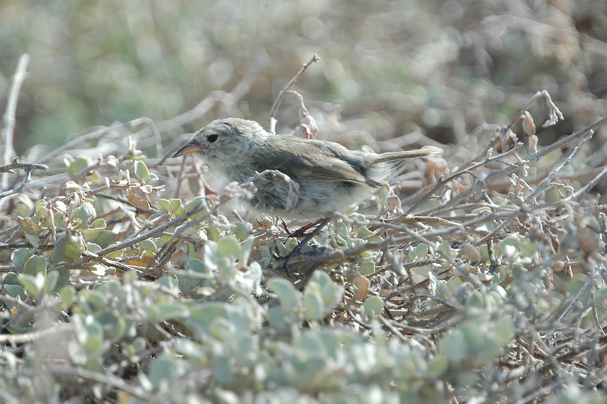 Gray Warbler-Finch - ML44022211