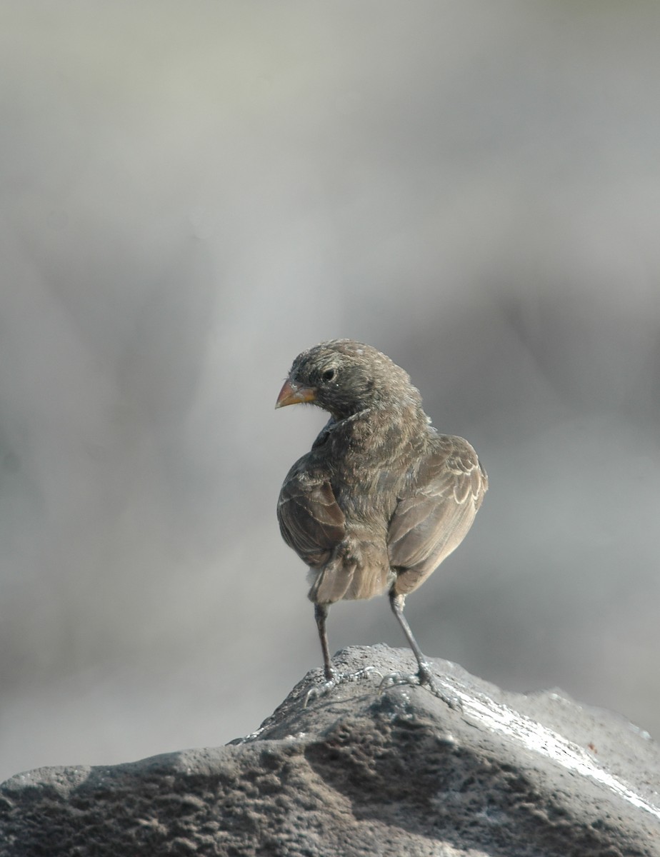 Small Ground-Finch - ML44022221