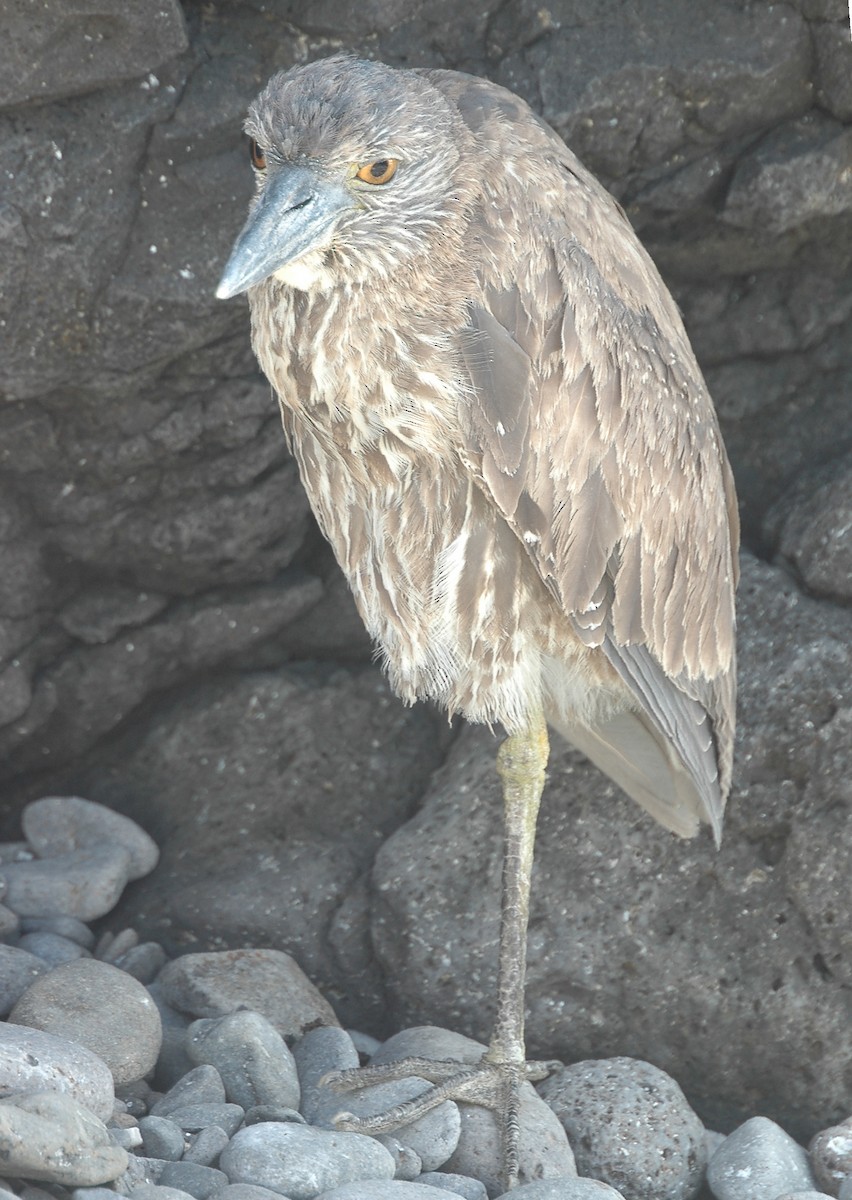 Yellow-crowned Night Heron - Volker Hesse