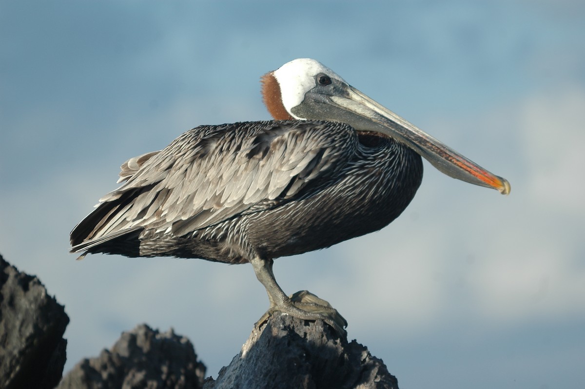 Brown Pelican - ML44022241