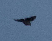 Wood Lark - ML440223261