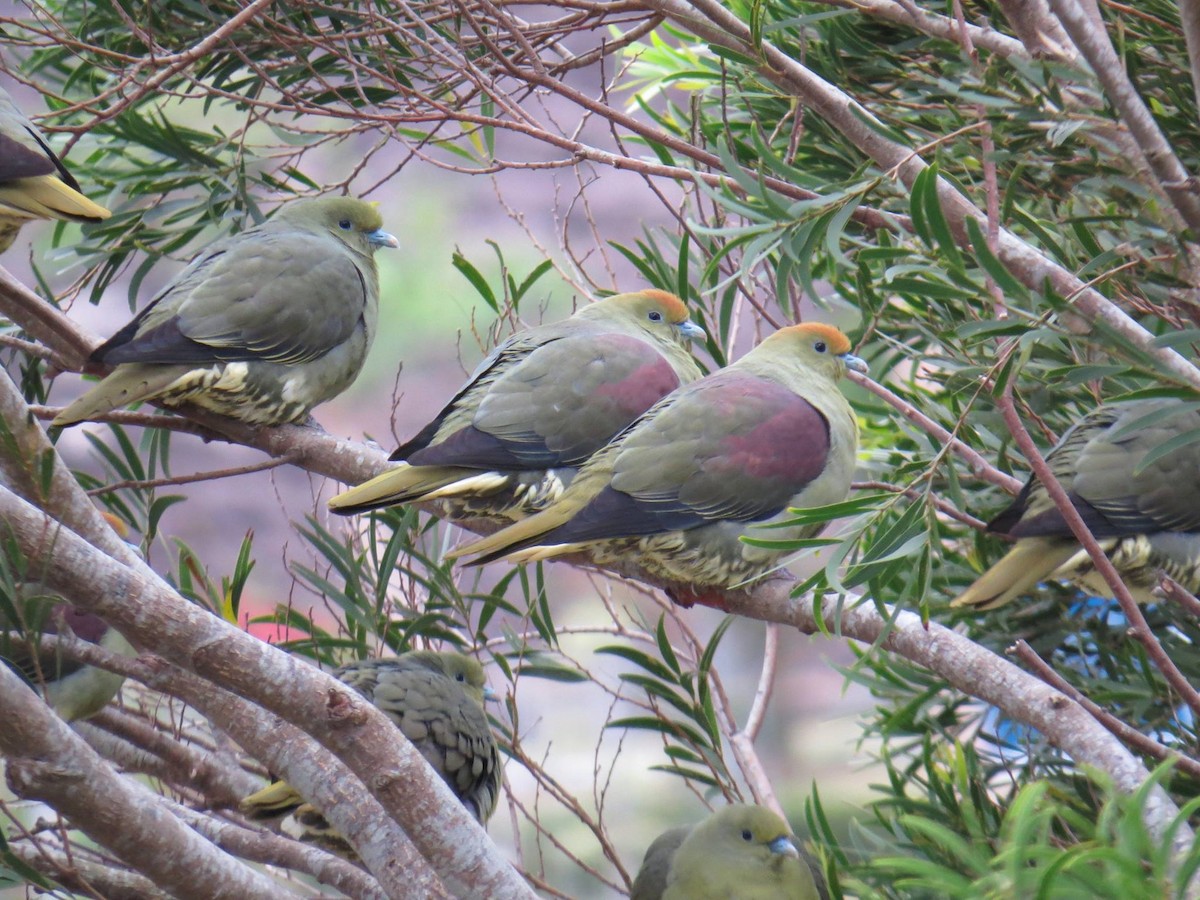 Whistling Green-Pigeon - 正文 吳
