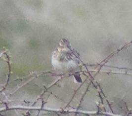 Wood Lark - ML440223791