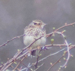 Wood Lark - ML440224131