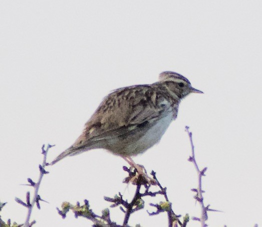Wood Lark - ML440224141