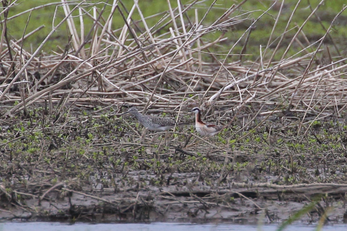 Wilson's Phalarope - ML440225431