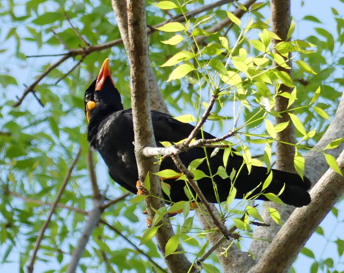 Common Hill Myna - ML440225741