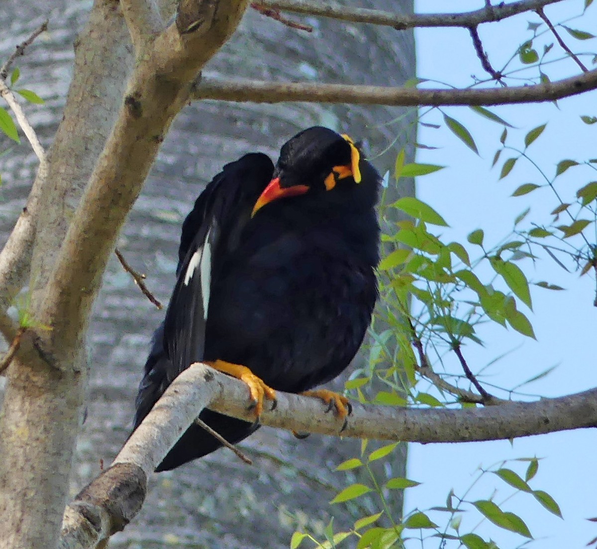 Common Hill Myna - ML440225751