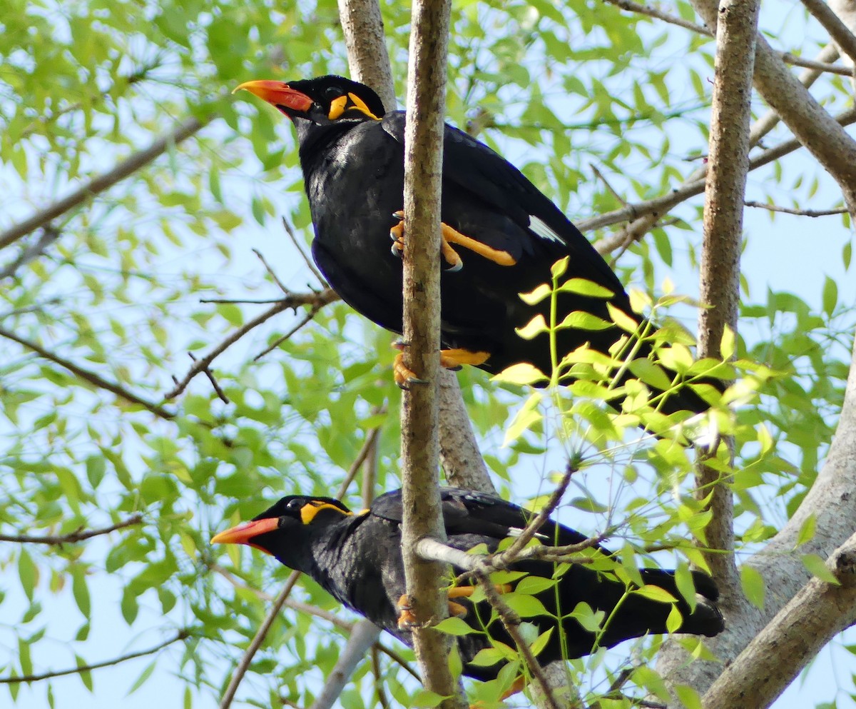 Common Hill Myna - ML440225761