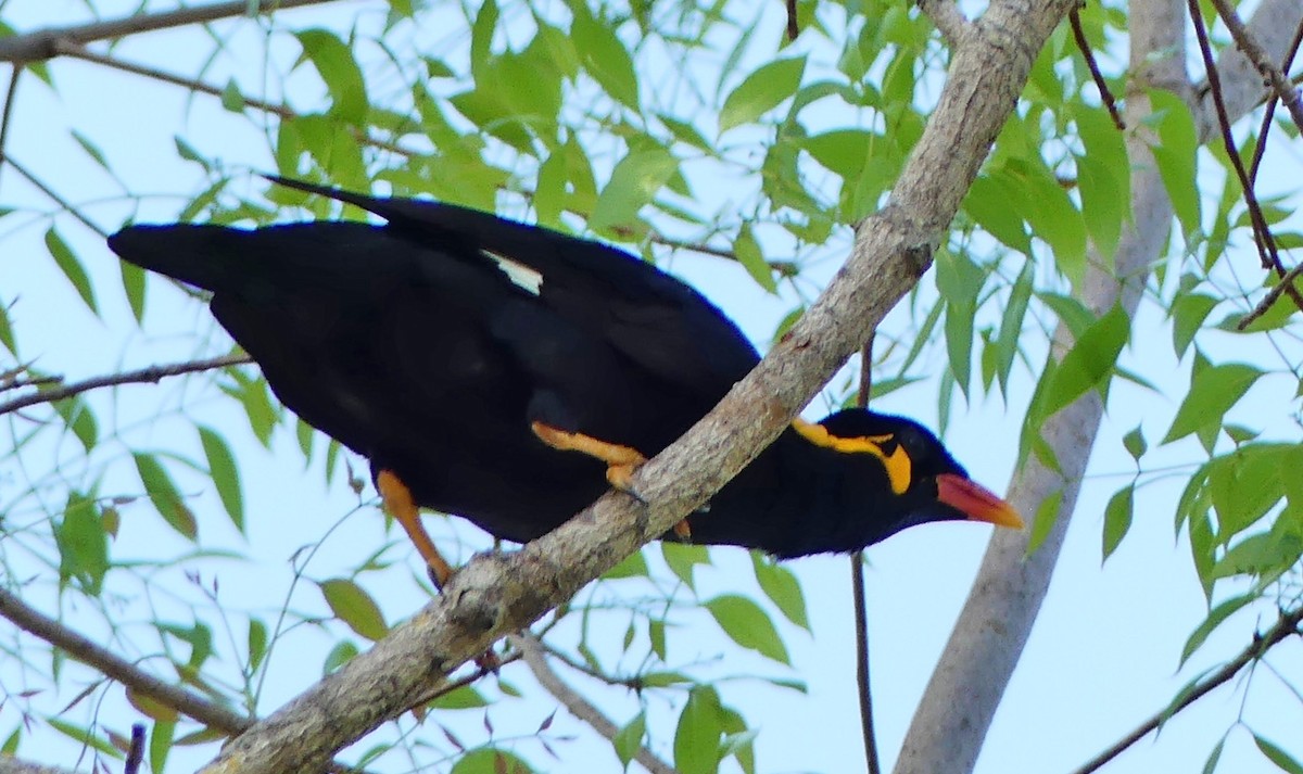 Common Hill Myna - ML440225771