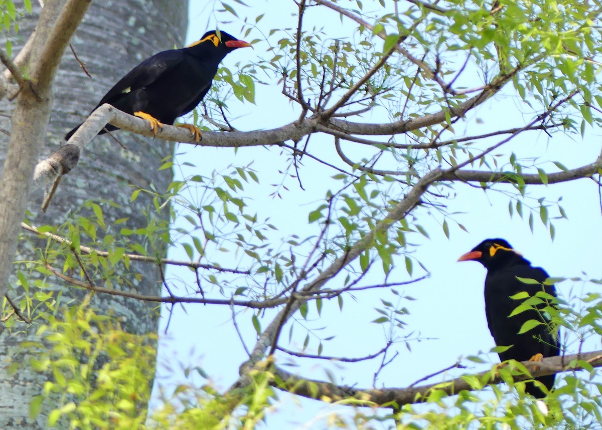 Common Hill Myna - ML440225801