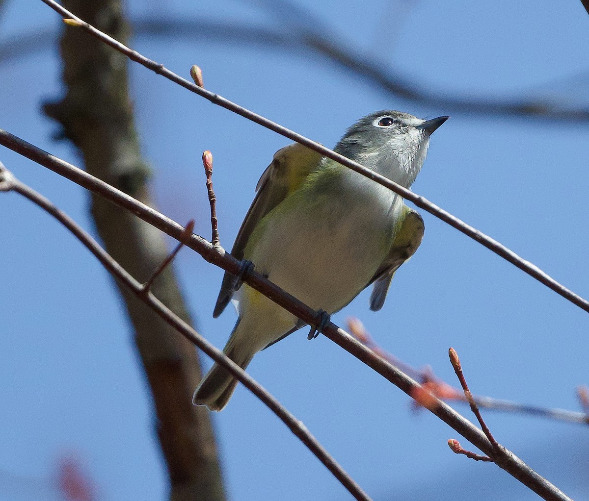 Blue-headed Vireo - ML440225881