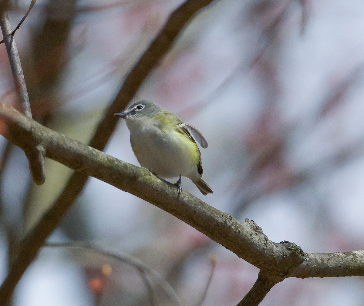Blue-headed Vireo - ML440225901
