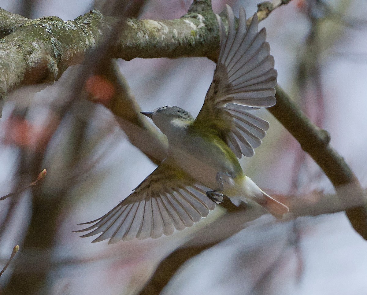 Blue-headed Vireo - ML440225951