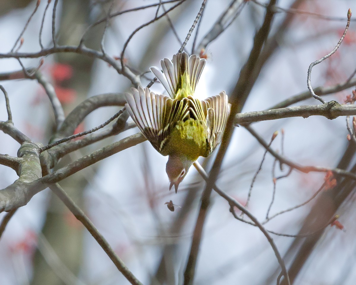 Blue-headed Vireo - ML440226251