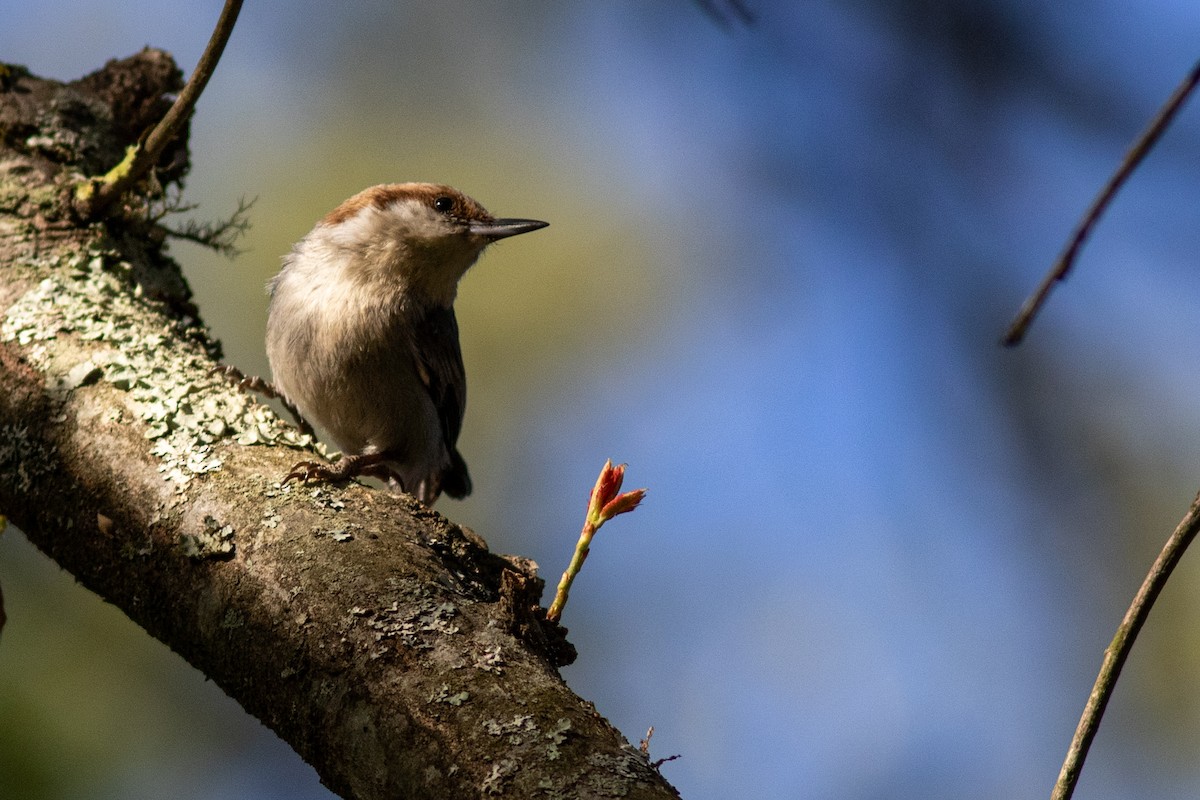 Brown-headed Nuthatch - ML440226341