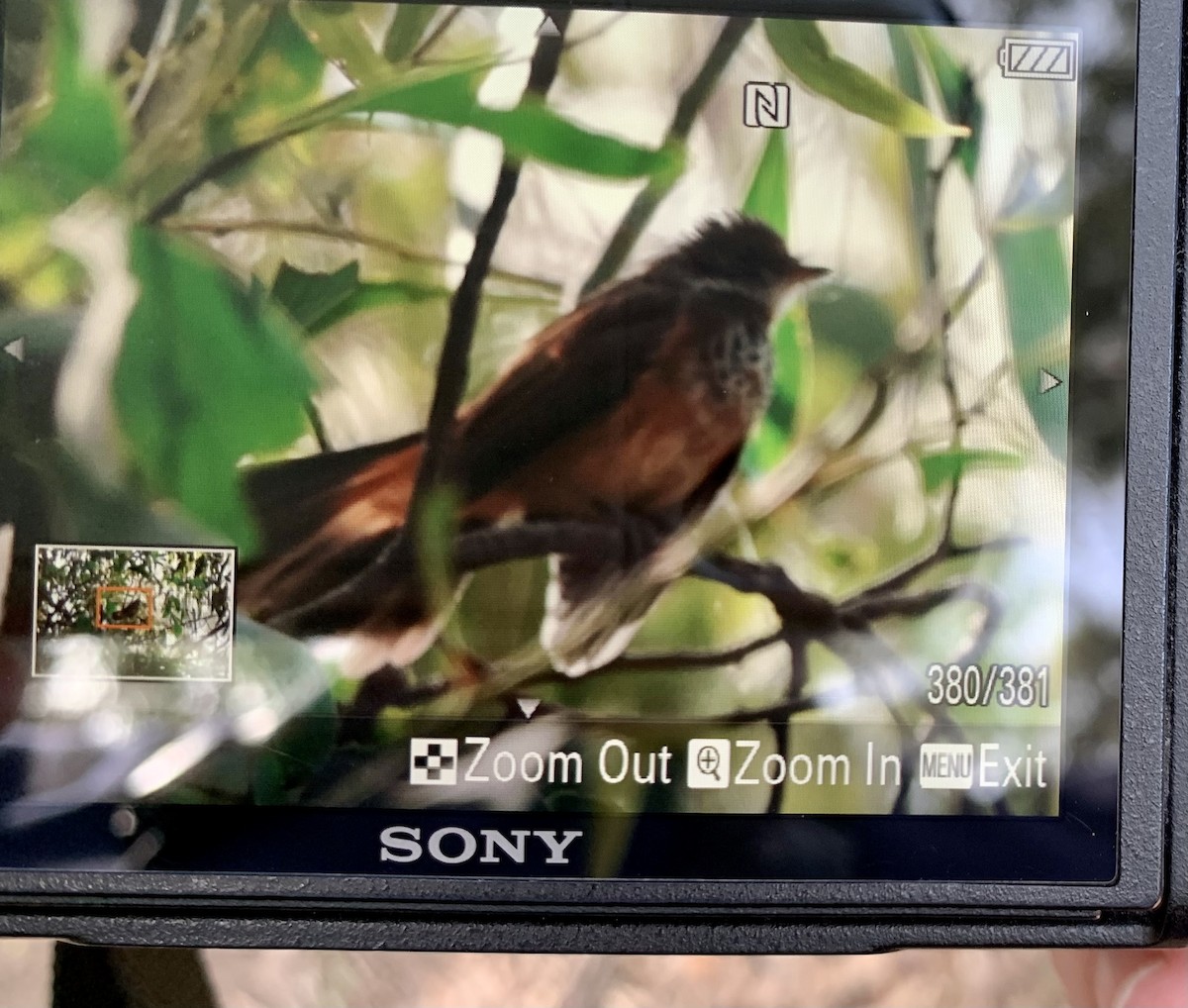 eBird Checklist - 26 Apr 2022 - Yarra Bend Park--Dights Falls Loop ...