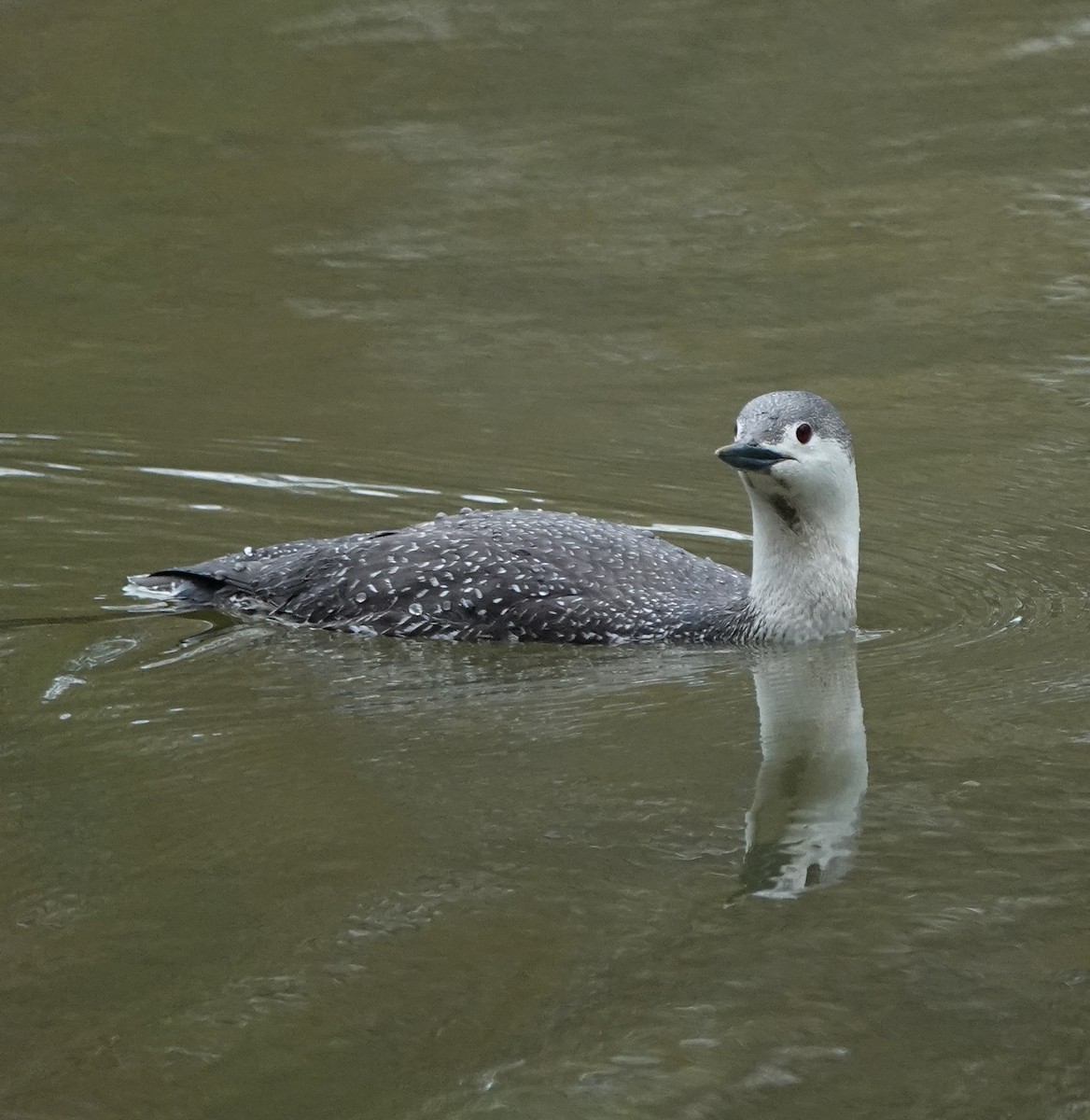Red-throated Loon - ML440227671