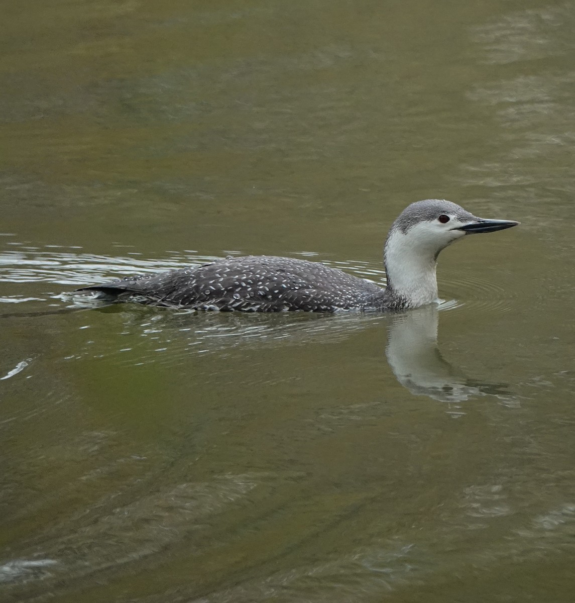 Red-throated Loon - ML440227681