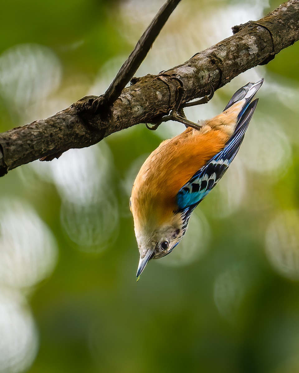 Beautiful Nuthatch - Santosh Mahalik