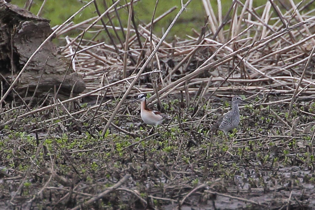 Wilson's Phalarope - ML440228781