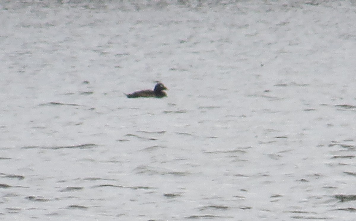 White-winged Scoter - ML440229141