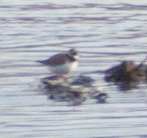 Нарийн хиазат - ML440229191