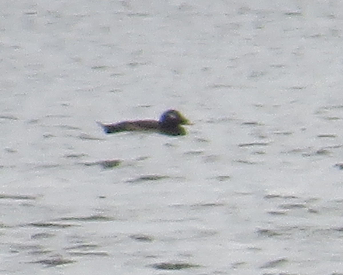 White-winged Scoter - ML440229281
