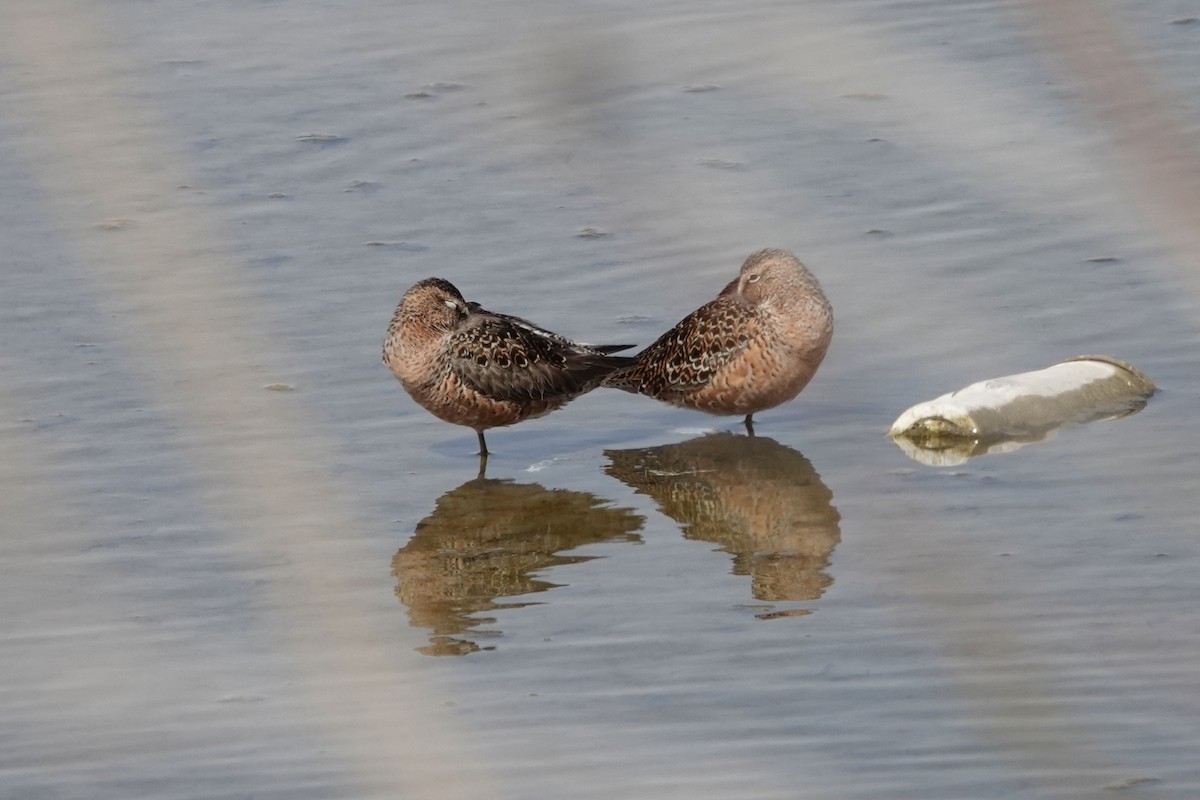 Long-billed Dowitcher - ML440229631