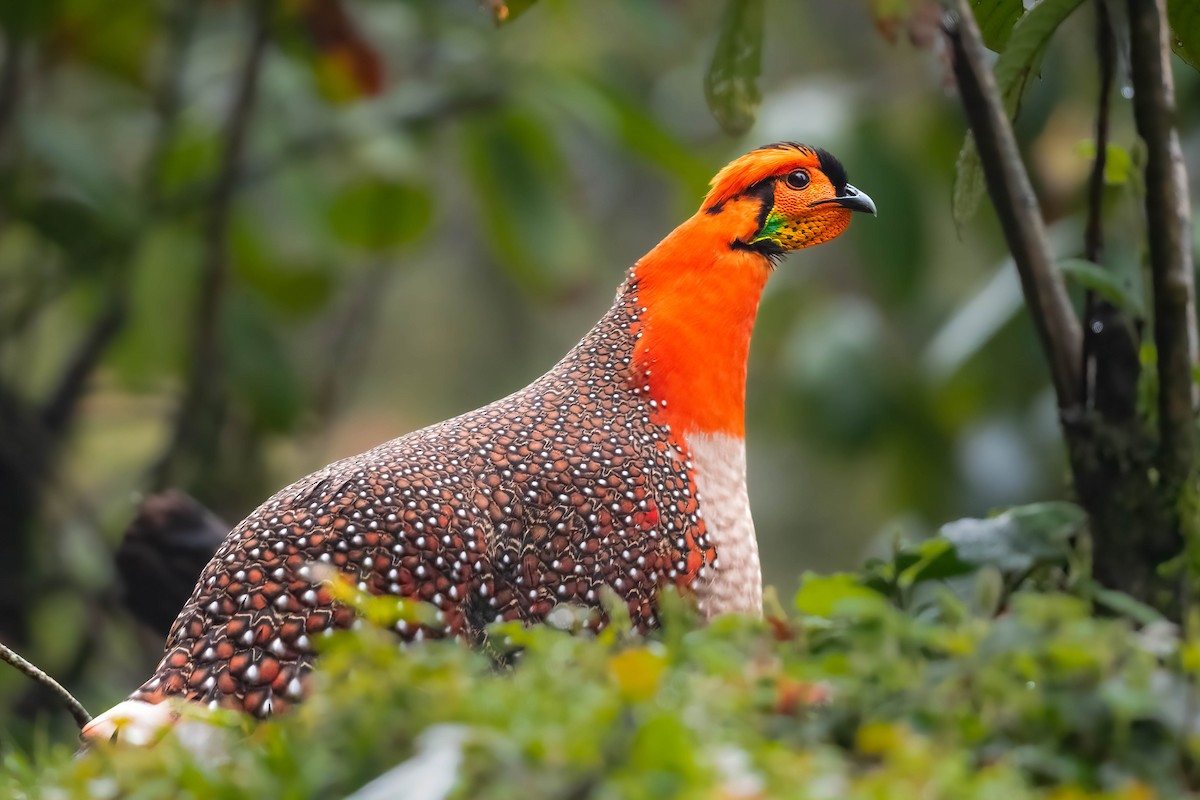 Blyth's Tragopan - Santosh Mahalik