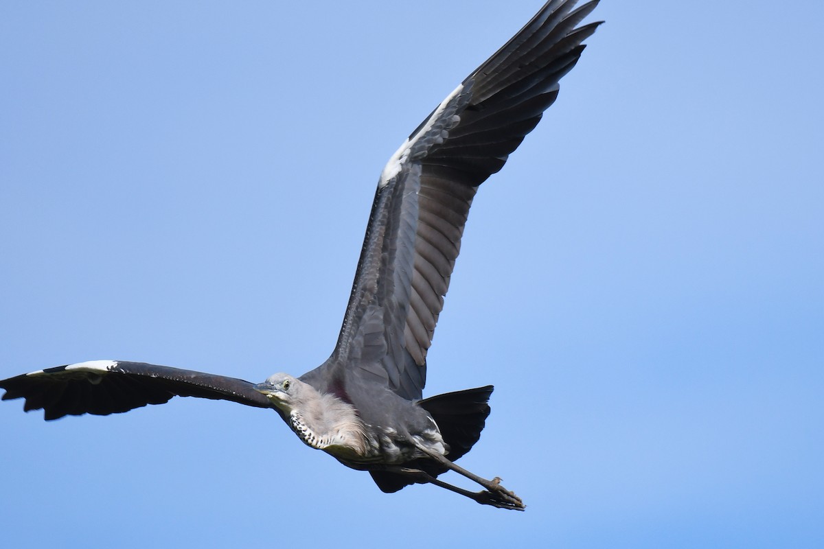 Pacific Heron - ML440230081