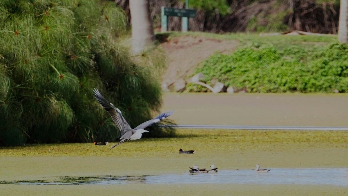 Pacific Heron - Trevor Ross