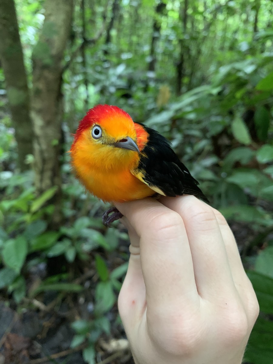 Band-tailed Manakin - Jenna Atma