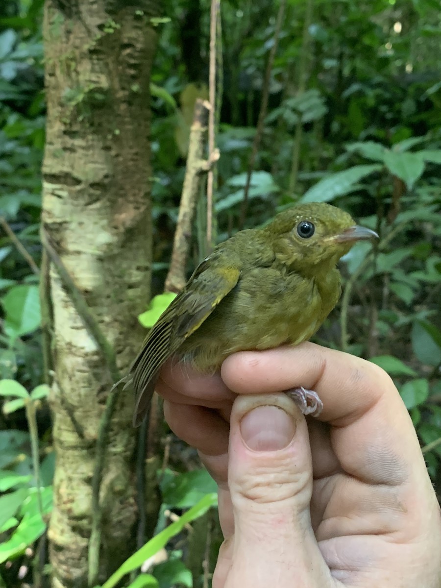 Band-tailed Manakin - Jenna Atma